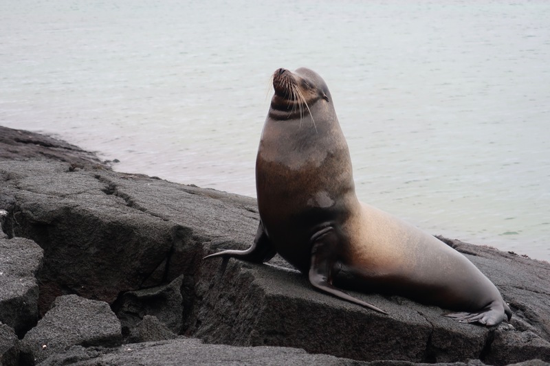 Male sea lion