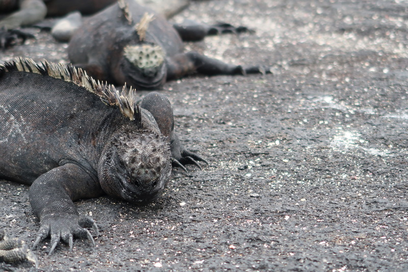 Fernandina Island marine iguanas