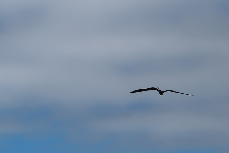 Frigate bird