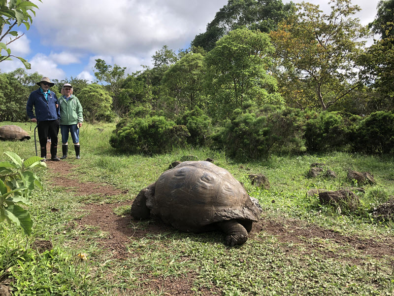 Wild giant tortoise on Santiago Island