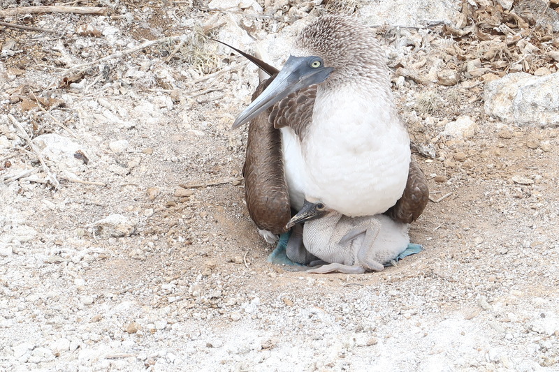 Male blue-footed booby and baby