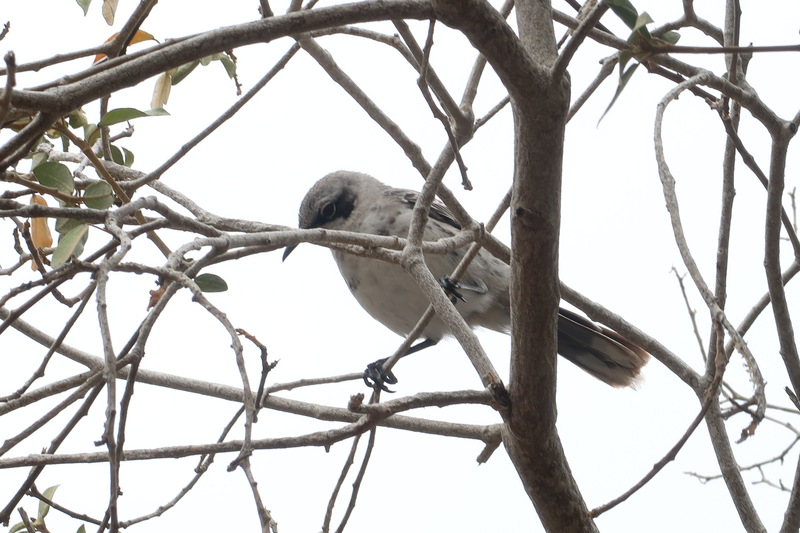 Mockingbird on San Cristobal island