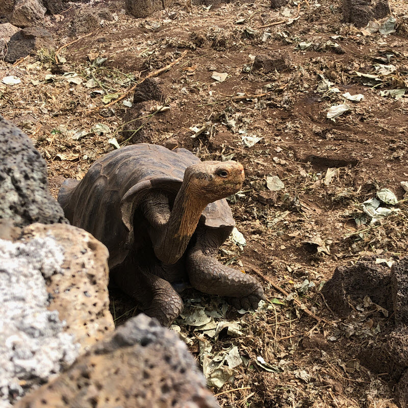 Charles Darwin Research Station giant tortoise breeding