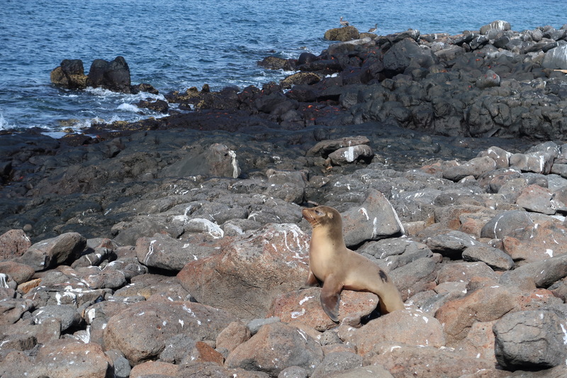 Baby sea lion