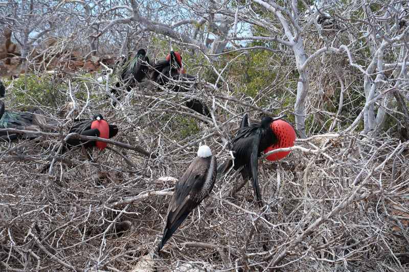 Frigate bird red pouch