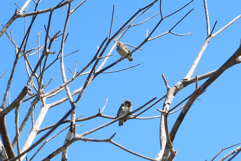 Urbina Bay birds