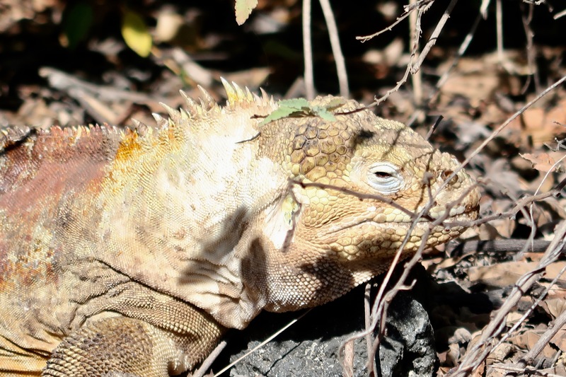 Isabela Island land iguana