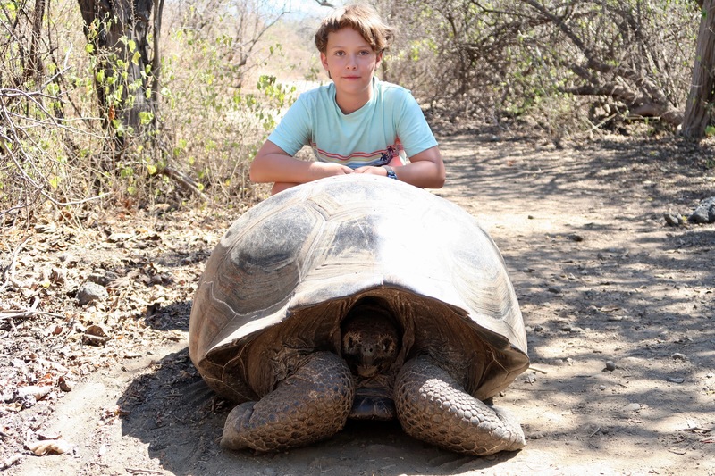 Isabela Island giant tortoise